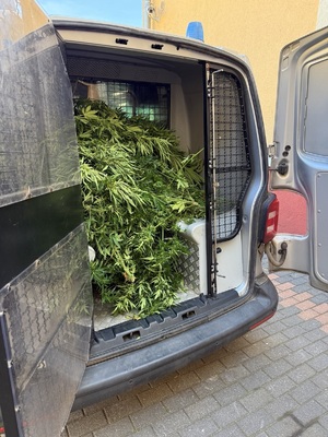 zabezpieczone krzaki konopi